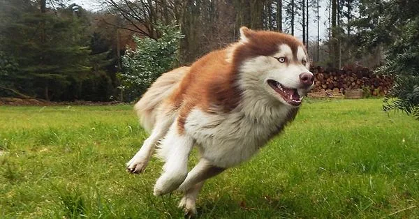 Cão macho, lista de nomes de cachorros machos