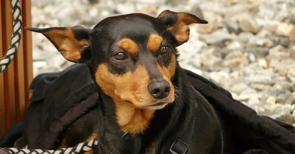 Nomes para cachorra pinscher