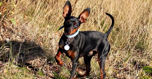 Nomes para cachorro Pinscher