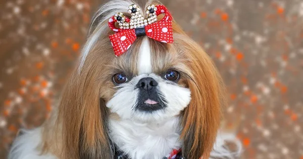 Lista com mais de 300 nomes para cachorra shih tzu