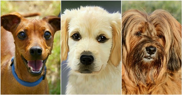 Ideias de Nomes para Cães e Cadelas de A a Z, Mais conselhos