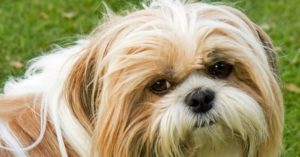 Relação com mais de 300Nomes para Cachorro Shih Tzu