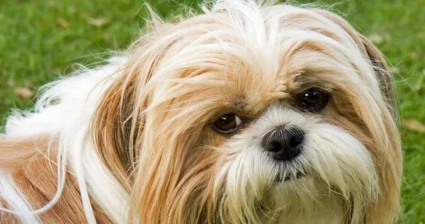 Relação com mais de 300Nomes para Cachorro Shih Tzu