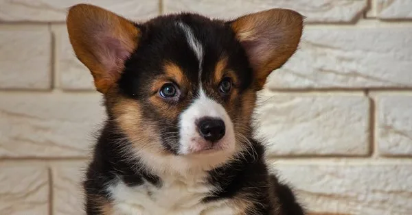 Lista com Nomes de Cachorras com a Letra C
