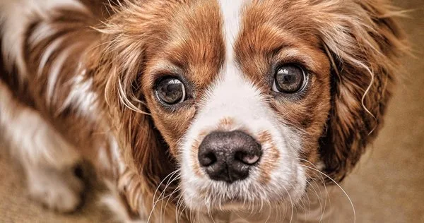 Lista com Nomes de Cachorras com a Letra D