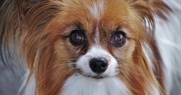 Lista com Nomes de Cachorras com a Letra G