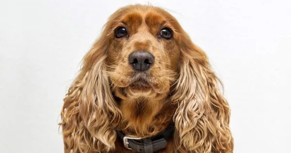 Lista com Nomes de Cachorras com a Letra H