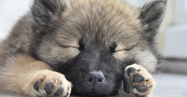 Lista com Nomes de Cachorras com a Letra I