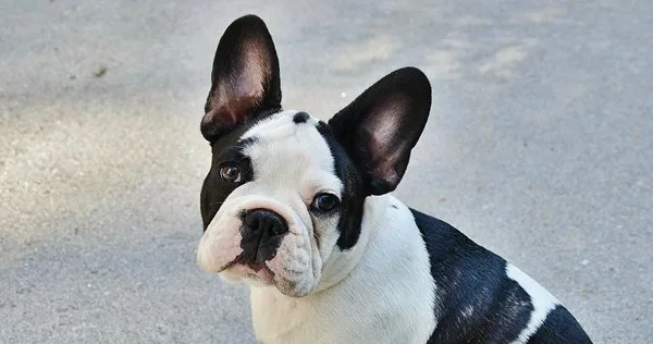 Lista com Nomes de Cachorras com a Letra J