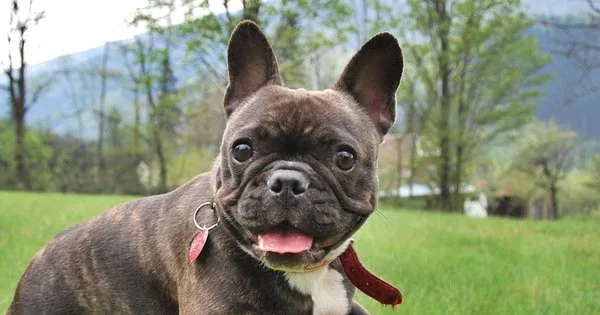 Lista com Nomes de Cachorras com a Letra K