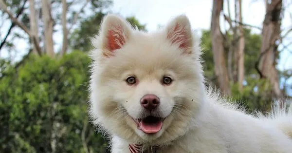 Lista com Nomes de Cachorras com a Letra L