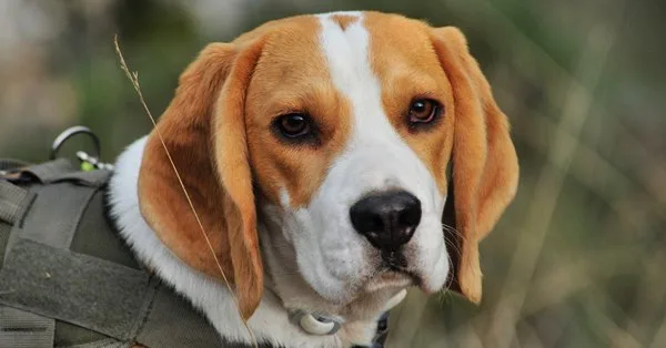 Lista com Nomes de Cachorras com a Letra O