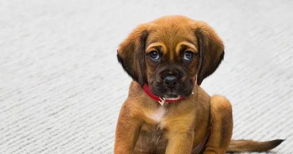Lista com Nomes de Cachorras com a Letra P