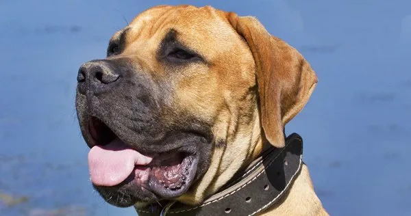 Lista com Nomes de Cachorras com a Letra Q