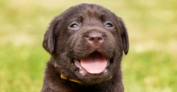 Lista com Nomes de Cachorras com a Letra S