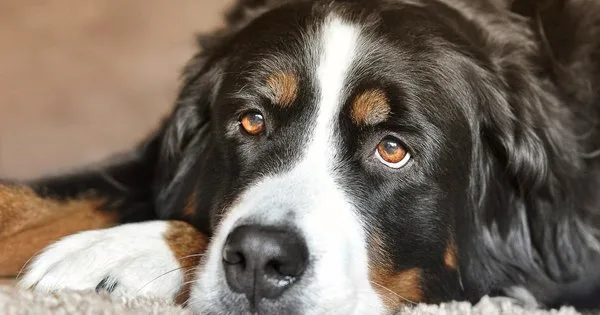 Lista com Nomes de Cachorras com a Letra V