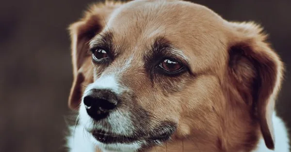 Lista com Nomes de Cachorras com a Letra W