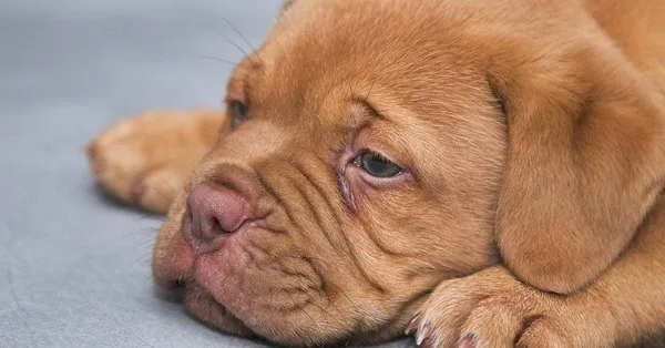 Lista com Nomes de Cachorros com a Letra A