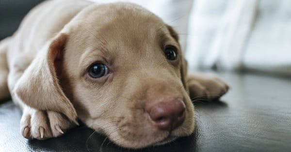 Lista com Nomes de Cachorros com a Letra F