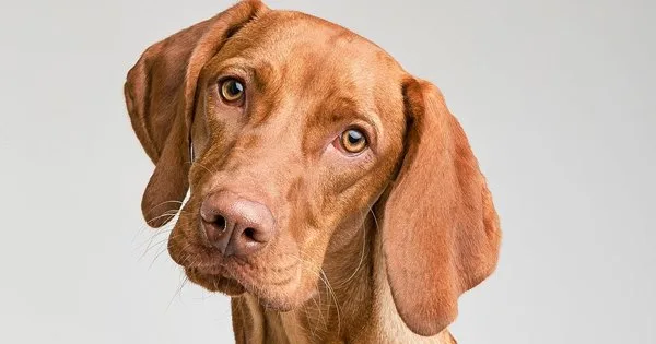 Lista com Nomes de Cachorros com a Letra H