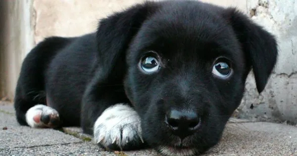 Lista com Nomes de Cachorros com a Letra L