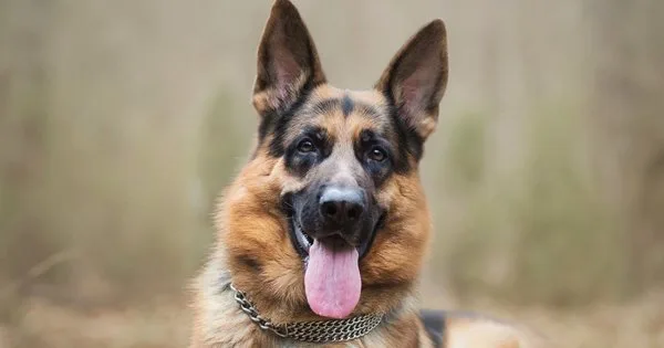 Lista com Nomes de Cachorros com a Letra M