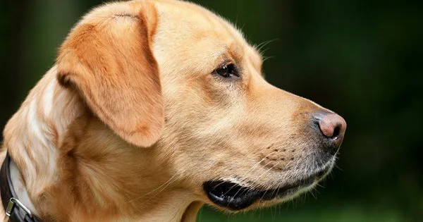 Lista com Nomes de Cachorros com a Letra N