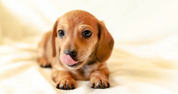 Lista com Nomes de Cachorros com a Letra R