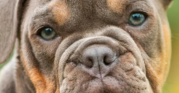 Lista com Nomes de Cachorros com a Letra V
