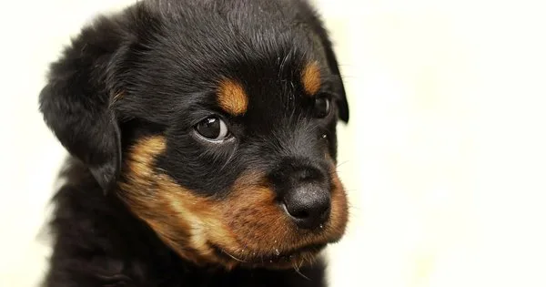 Lista com Nomes de Cachorros com a Letra X