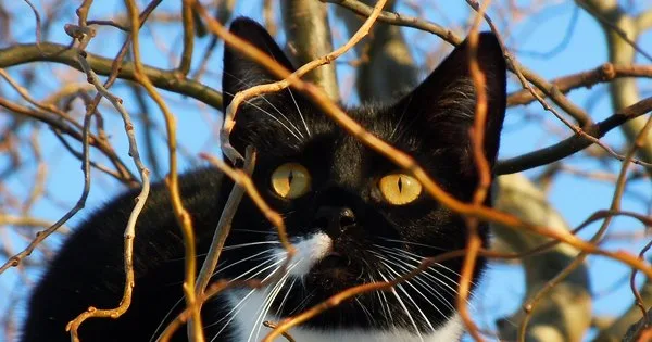 Lista com Nomes de Gatas com a Letra B