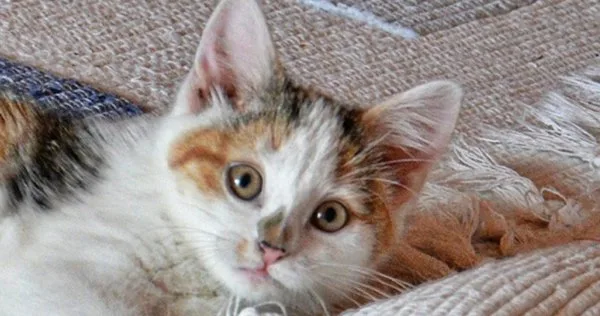 Lista com Nomes de Gatas com a Letra C
