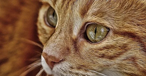 Lista com Nomes de Gatas com a Letra K