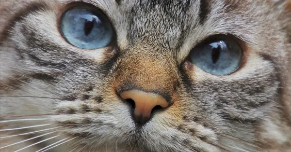 Lista com Nomes de Gatas com a Letra S