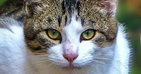 Lista com Nomes de Gatas com a Letra V