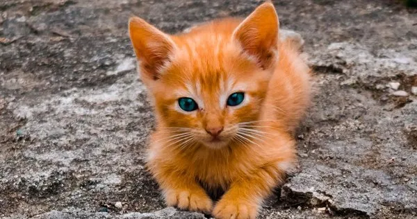 Lista com Nomes de Gatas com a Letra Z
