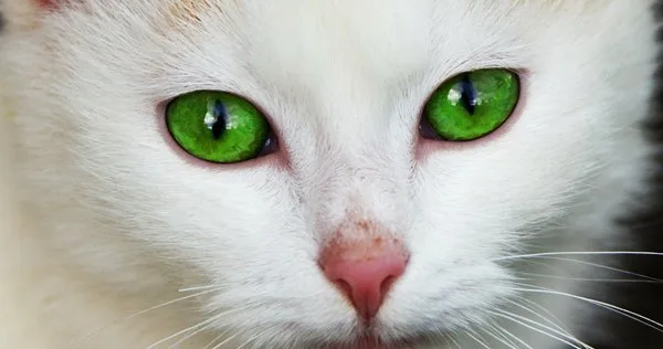 Lista de Nomes de Gatos com a Letra B