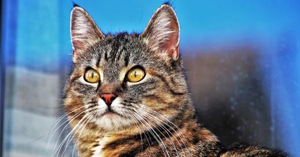 Lista de Nomes de Gatos com a Letra C