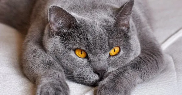 Lista de Nomes de Gatos com a Letra E