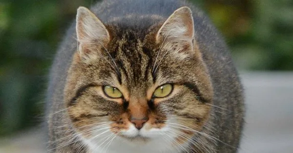 Lista de Nomes de Gatos com a Letra G