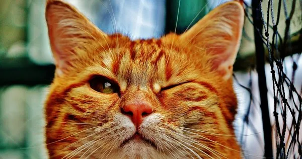 Lista com Nomes de Gatos com a Letra J