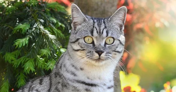 Lista com Nomes de Gatos com a Letra K