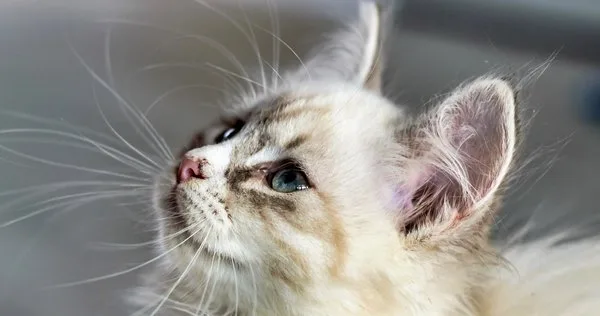 Lista com Nomes de Gatos com a Letra N