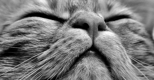 Lista com Nomes de Gatos com a Letra P