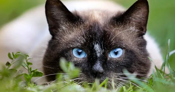Lista com Nomes de Gatos com a Letra Q