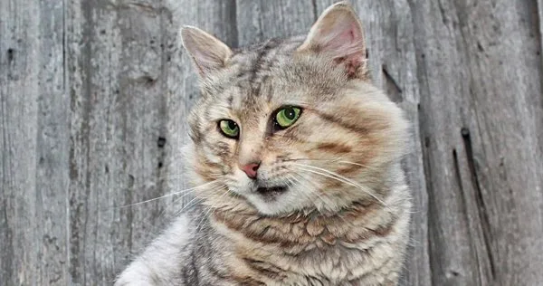 Lista com Nomes de Gatos com a Letra R