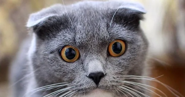 Lista com Nomes de Gatos com a Letra T