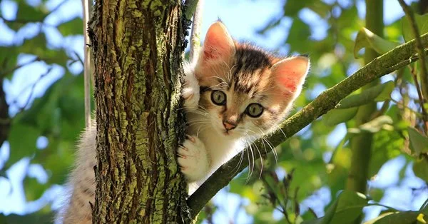 Lista com mais de 500 nomes para gatas de a a z