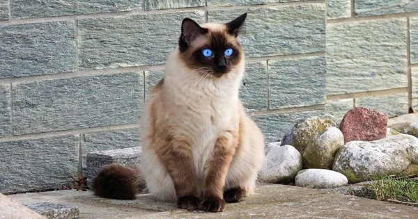Lista top com mais de 500 nomes para gatos de a a z