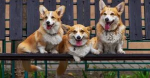 Comportamento Canino